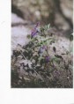 /album/fotogalerie/scan0019-jpg/