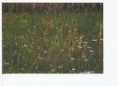 /album/fotogalerie/scan0021-jpg/